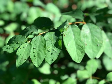 yoğun, yeşil sulak yeşillik güneybatı Polonya'da yakın çekim