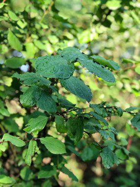 yoğun, yeşil sulak yeşillik güneybatı Polonya'da yakın çekim