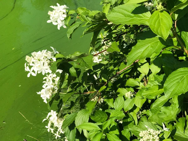 Gros plan du feuillage dense et vert des zones humides dans le sud-ouest de la Pologne — Photo