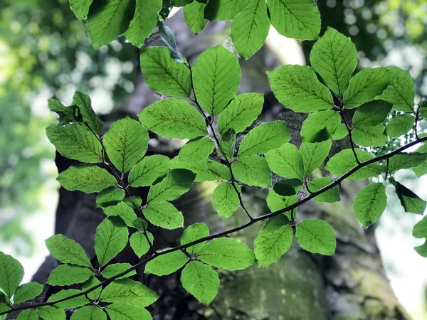 Zbliżenie na podmokłych gęsty, zielony liści w południowo-zachodniej Polsce — Zdjęcie stockowe