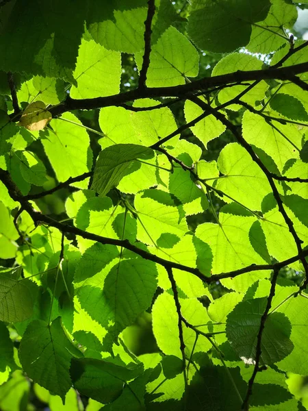 Κοντινό πλάνο του φύλλωμα πυκνό, καταπράσινο υδροβιότοπο στη νοτιοδυτική Πολωνία — Φωτογραφία Αρχείου