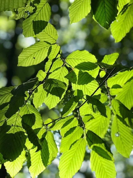 Primer plano del follaje denso y verde de los humedales en el suroeste de Polonia — Foto de Stock