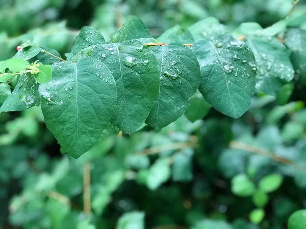 Gros plan du feuillage dense et vert des zones humides dans le sud-ouest de la Pologne — Photo