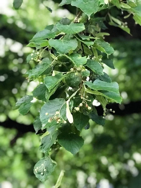 Primo piano del fitto fogliame verde delle zone umide nel sud-ovest della Polonia — Foto Stock