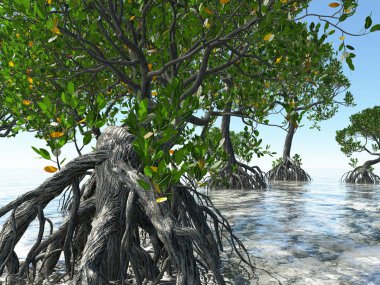 Florida sahilindeki kırmızı mangrovlar 3D görüntüleme