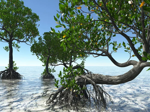 Florida sahilindeki kırmızı mangrovlar 3D görüntüleme — Stok fotoğraf