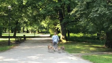 Polonya Wroclaw Şehir Parkı zamanında rekreasyon