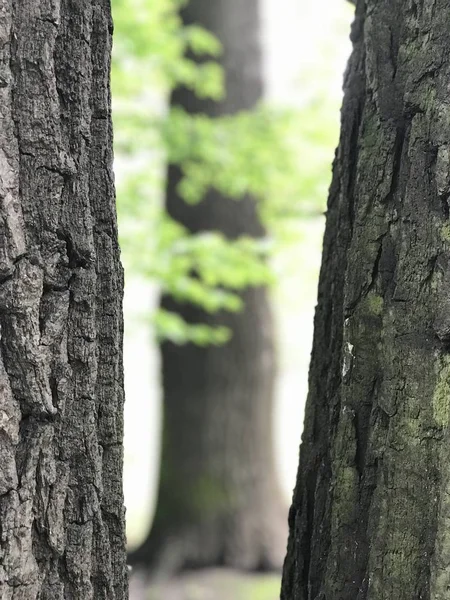 Vackra träd i parken — Stockfoto