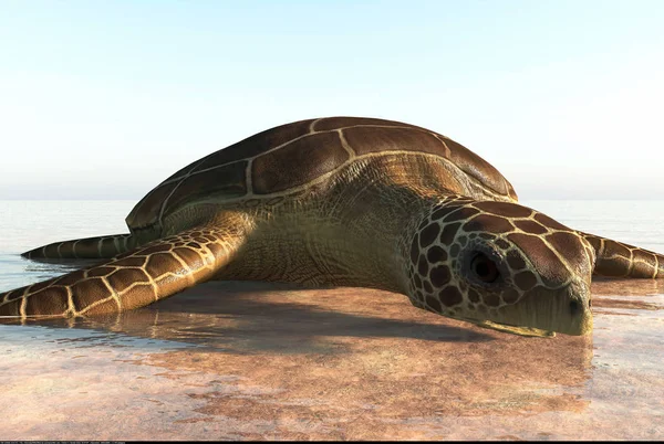 Żółw morski na plaży renderowania 3d — Zdjęcie stockowe