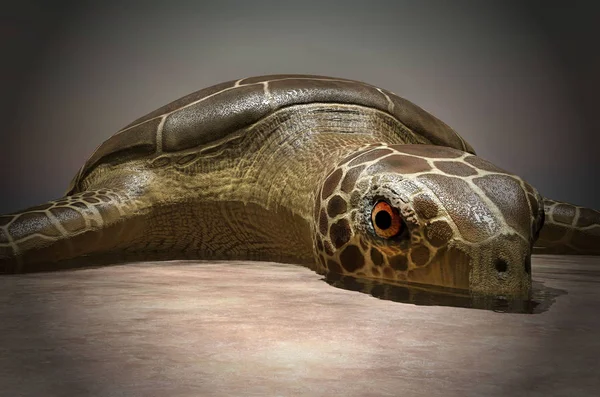 Mořská želva, kterým vejce na pláži 3d vykreslování — Stock fotografie