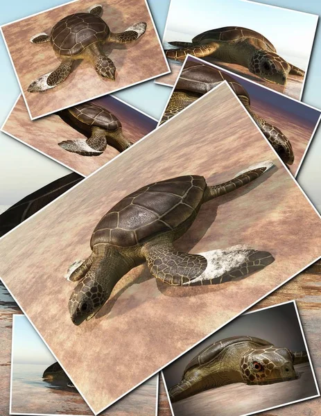 Zeeschildpadden leggen eieren op het strand - collage 3D-rendering — Stockfoto