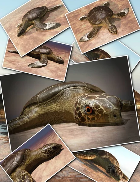 Meeresschildkröte legt Eier am Strand - Collage 3D-Rendering — Stockfoto
