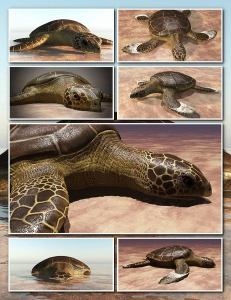 Zeeschildpadden leggen eieren op het strand - collage 3D-rendering — Stockfoto