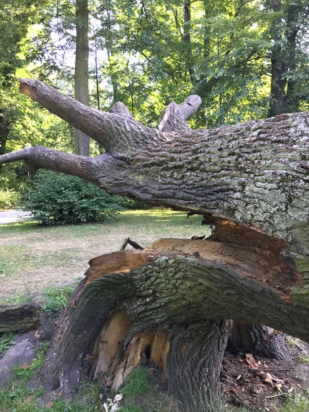 Fallen mighty oak in eastern Poland — Stock Photo, Image