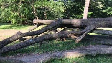 Doğu Polonya düşmüş güçlü meşe