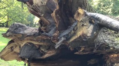 Doğu Polonya düşmüş güçlü meşe