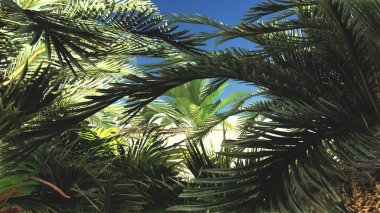 Gün, 3d render daha sonra çölde zengin tropik bitki yaşam