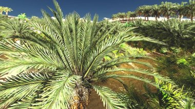 Yemyeşil muhteşem bitkiler üzerinde vahşi akşamları, 3d render