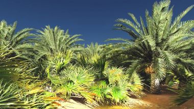 Yemyeşil muhteşem bitkiler üzerinde vahşi akşamları, 3d render