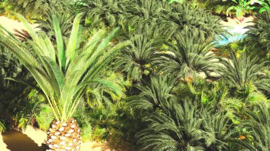 Güzel doğal arka plan. -Afrika vahası 3D görüntüleme