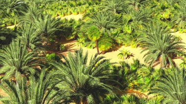 Güzel doğal arka plan. -Afrika vahası 3D görüntüleme