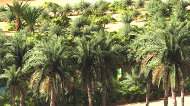 Güzel doğal arka plan. -Afrika vahası 3D görüntüleme