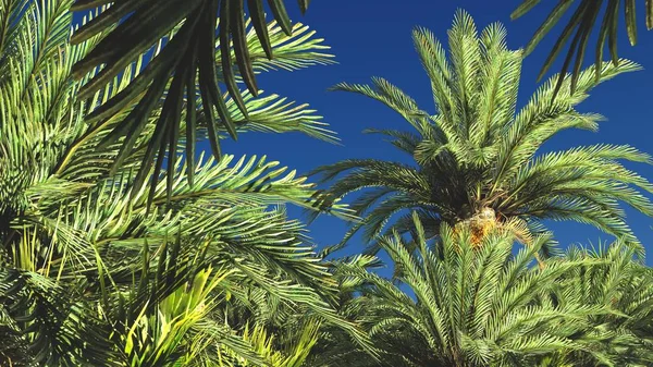 Güzel doğal arka plan. -Afrika vahası 3D görüntüleme