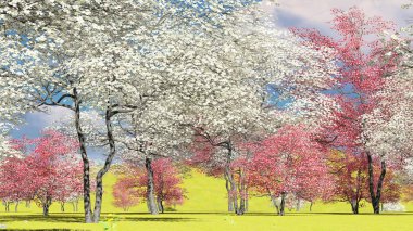 Baharda meyve bahçesinde çiçek açan ağaç ağaçları 3D görüntüleme