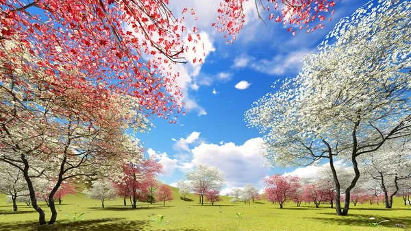Flowering dogwood trees in orchard in spring time 3d rendering — Stock Photo, Image