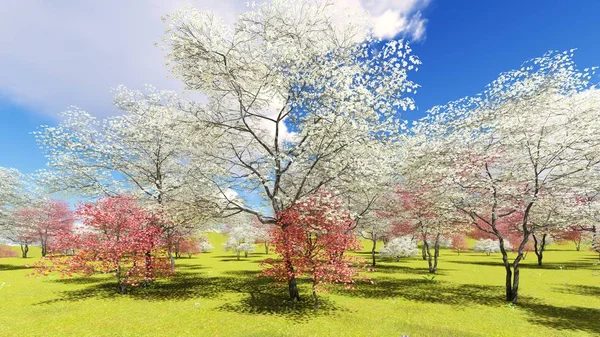 Blommande hundträd i fruktträdgård på våren tid 3d rendering — Stockfoto
