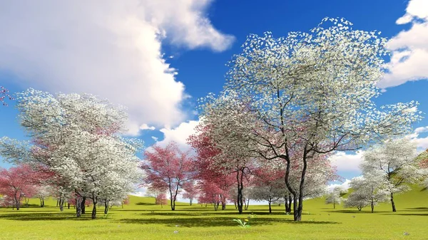Blommande hundträd i fruktträdgård på våren tid 3d rendering — Stockfoto