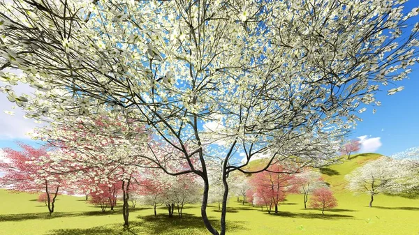 Flowering dogwood trees in orchard in spring time 3d rendering — Stock Photo, Image