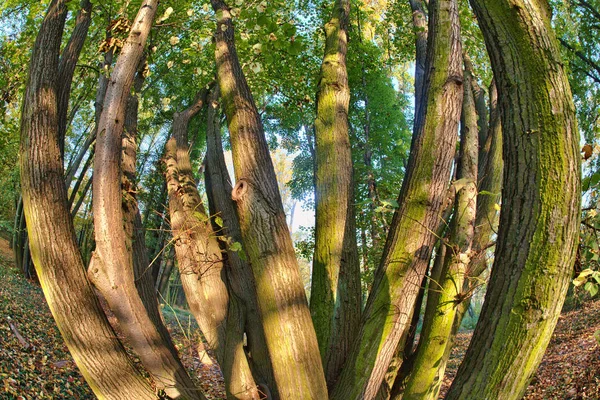 Krásný buk baldachýn — Stock fotografie