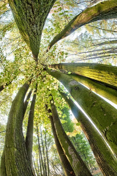 Vacker bok canopy — Stockfoto