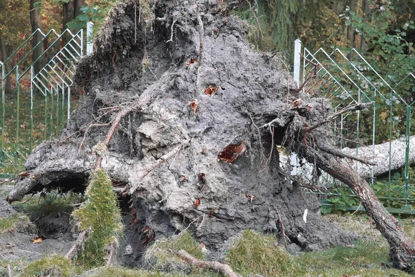 Uprooted tree as result of climate warming — Stock Photo, Image