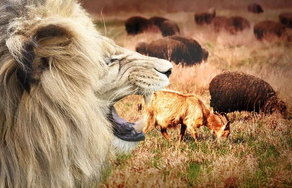 Moutons sur le champ avec lion — Photo