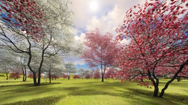 Flowering dogwood trees in orchard in spring time 3d rendering clipart