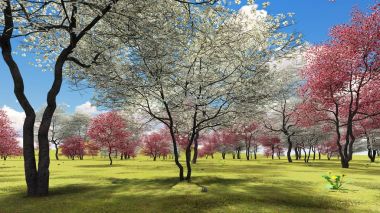 Flowering dogwood trees in orchard in spring time 3d rendering clipart