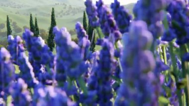 bir alan gün batımında bitkilerde lavanta