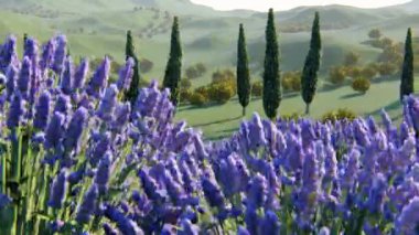 bir alan gün batımında bitkilerde lavanta