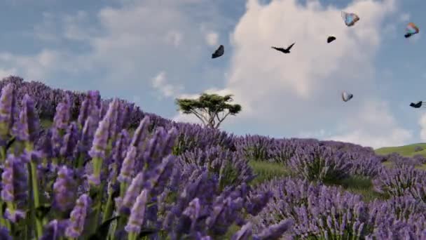 Lavendel växter i ett fält vid solnedgången — Stockvideo