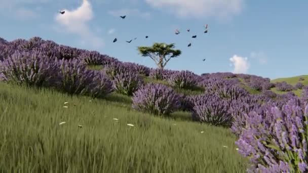 Lavendel planten in een veld bij zonsondergang — Stockvideo
