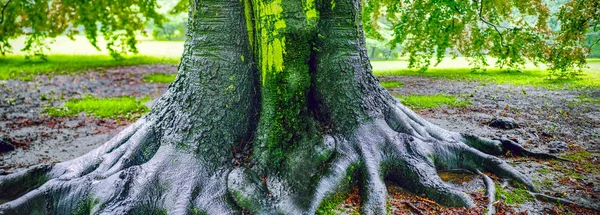 Grote eiken boom na regen — Stockfoto