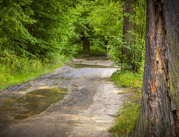 Grusväg eller väg med vattenpölar är i skogen våren — Stockfoto