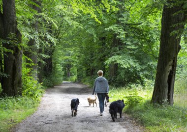Üç köpek ile kirli ülke yolda yürürken kadın