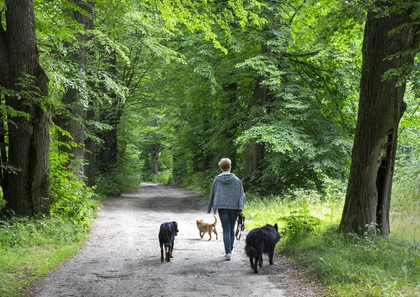 Üç köpek ile kirli ülke yolda yürürken kadın — Stok fotoğraf