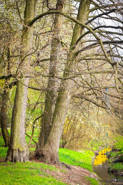 Parc au printemps — Photo