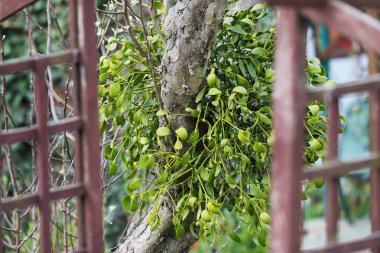 Ağaca tutunarak ökseotu kümeleri