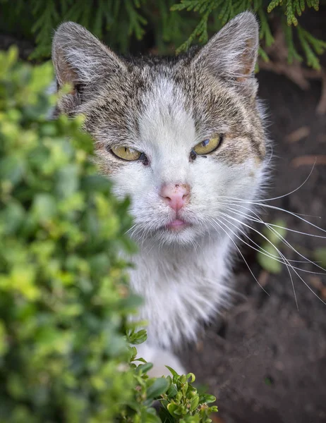 Cat in a garden looking straight in the camera — Stock Photo, Image