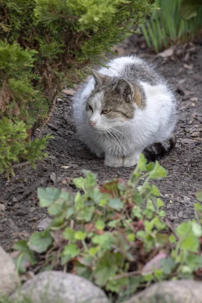 Cat in a garden looking straight in the camera — Stock Photo, Image